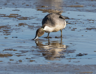 Male Northern Pintail Duck