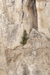 Rock Tree