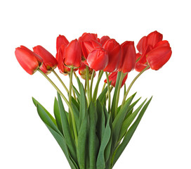 Beautiful bouquet of tulips on white background