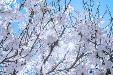 Fresh white spring blossoms covering trees, view from underneath with starburst sun rays bursting through
