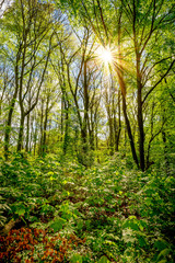 Idyllischer Wald mit durch die Bäume scheinender Sonne