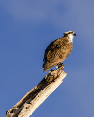 Osprey on Watch