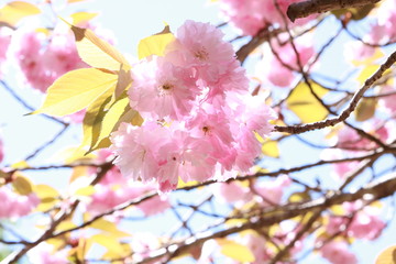 八重桜
