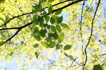 Obraz premium 新緑