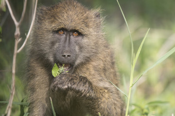 Baboon Eyes