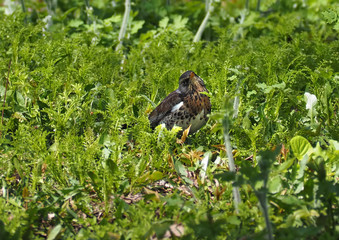 Grey cute bird at the green grass