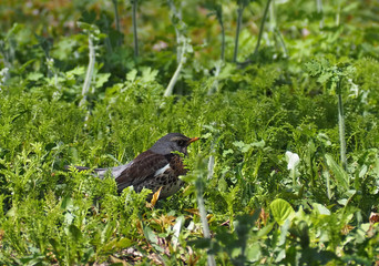 Grey cute bird at the green grass
