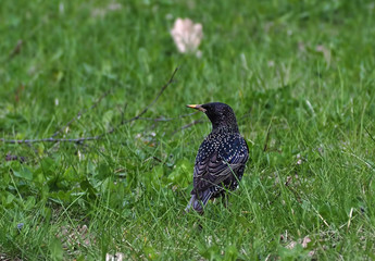Starling at the green grass