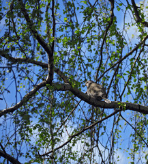 Pigeon sitting at the birch