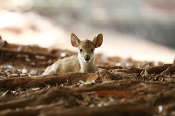 baby deer