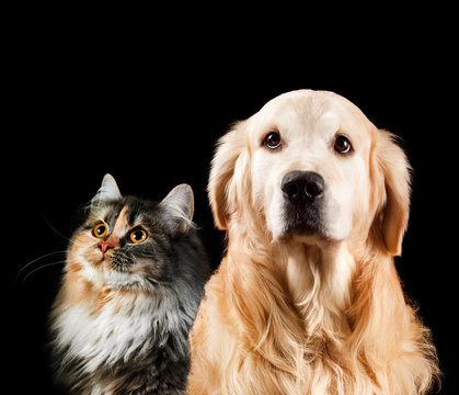 Close-up Portrait Of A Cat And Dog. Isolated On Black Background. Golden Retriever And Siberian