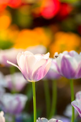 Obraz premium Tulip. Beautiful bouquet of tulips. colorful tulips.