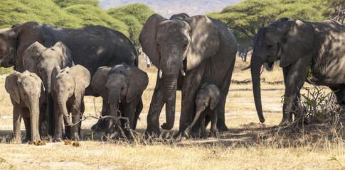 Herd of African elephants in Serengeti National Park, . True wildlife photography 