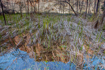 Zion Wall Reflection in Wet Marsh