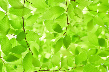 Fototapeta na wymiar 新緑のブナの葉