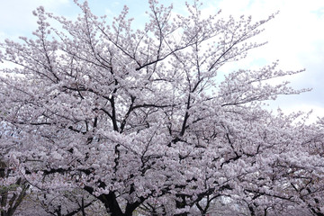 青空と桜_645