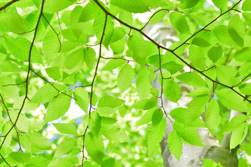 新緑のブナの葉