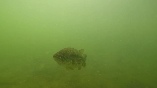 Big Largemouth Bass Swimming with Bluegill