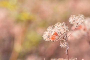 vintage background of wild flower