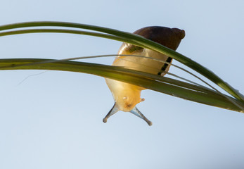 snail translucent antenna