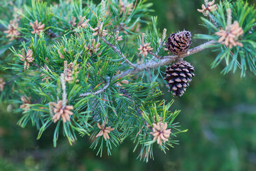 Pinecones