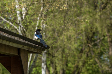 Wonderful Eurasian magpie, European magpie, Common magpie (Pica pica) bird perching on a wood house roof with trees on the background.