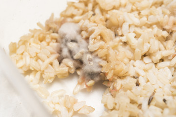 Old bad spoiled rice,Close up