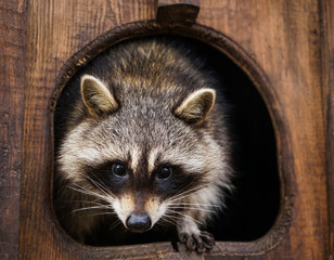 Cute funny raccoon in zoological garden