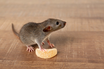 Cute funny rat and tasty candy on wooden table