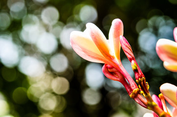 pumeria with bokeh background, flower pink color