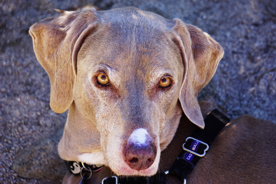 Scooby Weimaraner face close up 