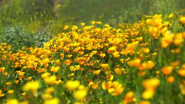 California Poppy Wild Flowers Super Bloom in Lake Elsinore