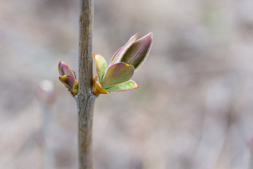 Closeup of Young Lilac Leaves in Spring