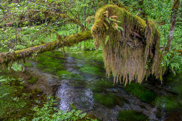 Moss covered branch by the river, Olympic National Park