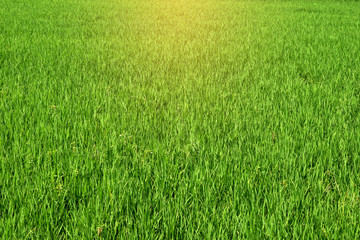 Obraz na płótnie Canvas Green rice field2