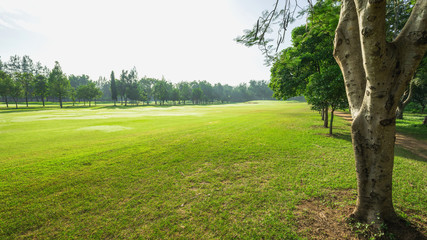 Beautiful green golf  and meadow at the park