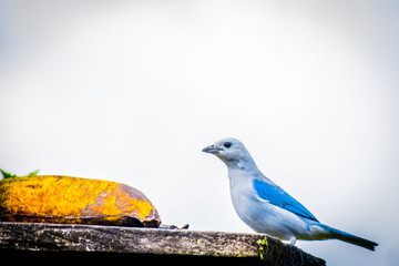 ave azul