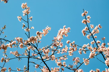 Sakura flowers blossom on blue sky and japanese temple background