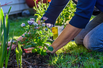 Fototapeta na wymiar woman planting colorful spring flowers in yard