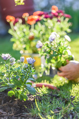 woman planting colorful spring flowers in yard