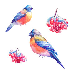 Set of watercolor bullfinches and rowan's berry. Hand painted illustrations isolated on white.