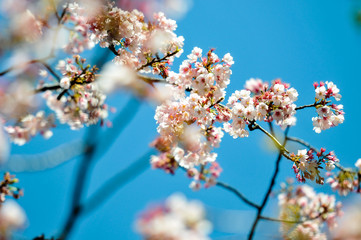 Sakura flowers blossom on blue sky and japanese temple background