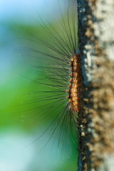 worms, slugs,hairy caterpillar.