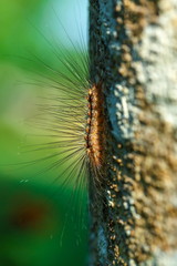 worms, slugs,hairy caterpillar.