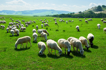 Obraz premium The flock of sheep or goats