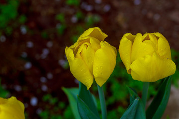 Colorful tulip flower, Tulip flower and green leaves background with sunlight.