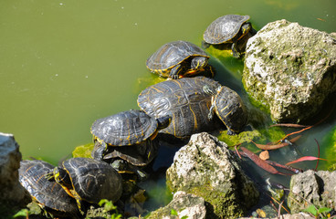 Obraz premium Group of gother tortoises in lake at sunny summer day.