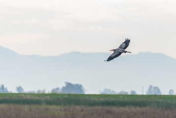 Merced National Wildlife Refuge
