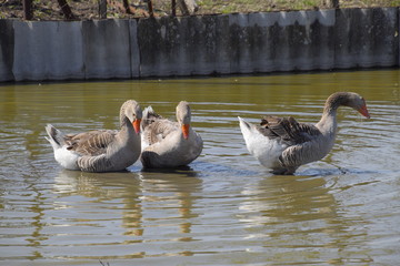 The gray goose is domestic. Homemade gray goose. Homemade geese in an artificial pond