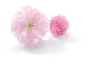Fototapeta na wymiar Japanese double flowered cherry blossom